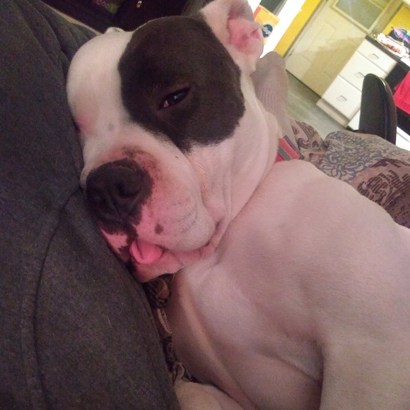 Meet your Posher, Joey - Picture 4 of 4